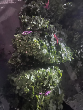 茉莉