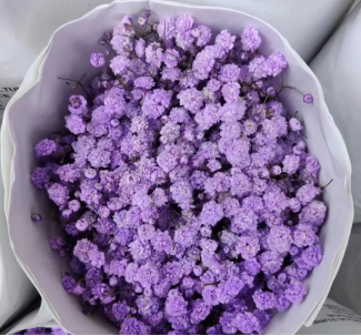 Babysbreath-Purple