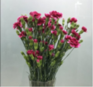 Carnation multi heads