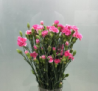 Carnation multi heads