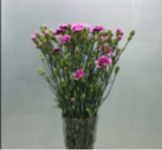 Carnation multi heads