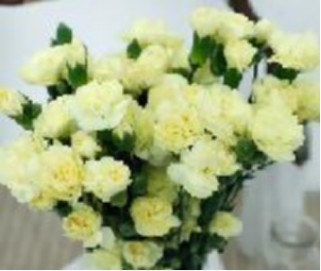 Carnation multi heads
