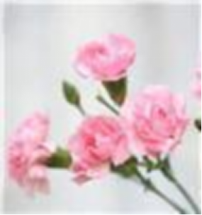 Carnation multi heads