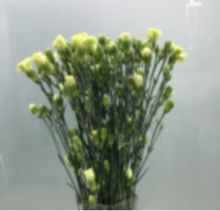 Carnation multi heads
