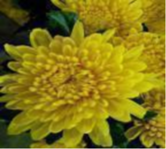 Chrysanthemum-yellow