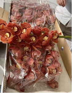 Cymbidium hybridum