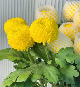 Pingpong Chrysanthemum -yellow