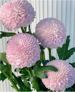 Pingpong Chrysanthemum -pink