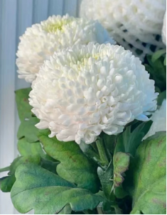 Pingpong Chrysanthemum -white