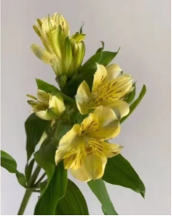 Peruvian lily-yellow