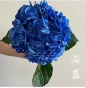 Hydrangea sea-deep blue