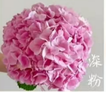 Hydrangea sea-deep pink