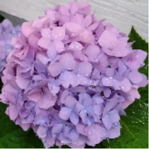 Hydrangea sea-deep purple