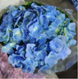 Hydrangea sea-deep blue