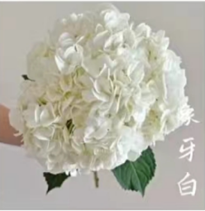 Hydrangea sea-white