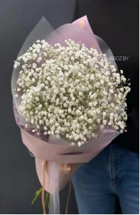 gypsophila