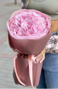 Hydrangea