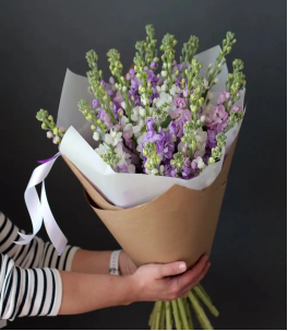 matthiola