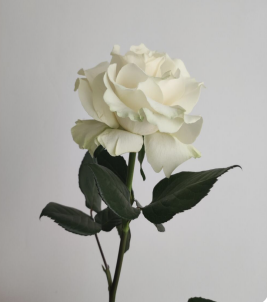 rose champagne