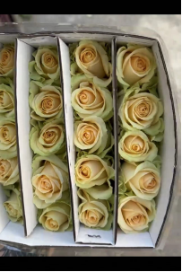 rose