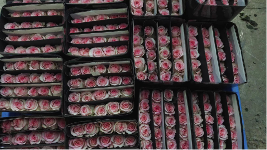 rose