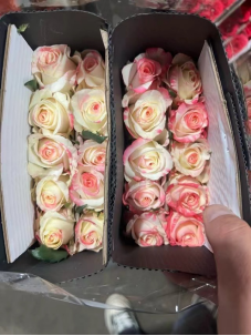 rose