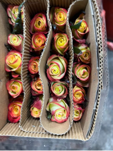 rose