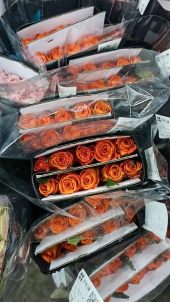 rose