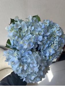 Hydrangea