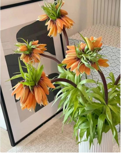 Fritillaria