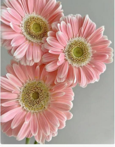 Gerbera
