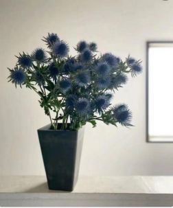Eryngium