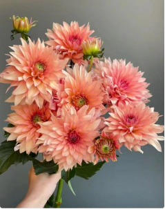 Dahlia