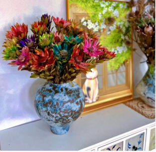 Leucadendron star pead