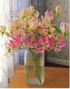 Gloriosa