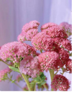 sedum