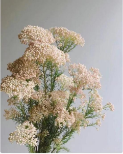 ozothamnus