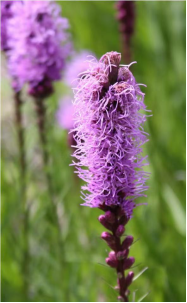Liatris